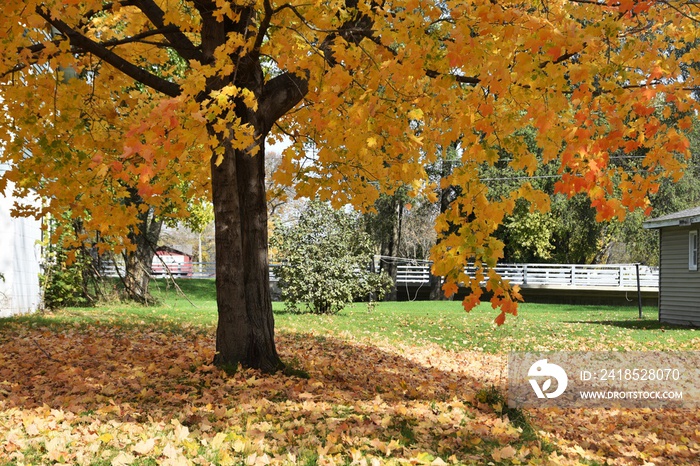 Autumn Tree and Fallen Leaves