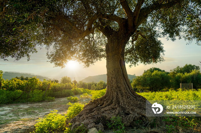 希腊日落时拍摄的一棵橄榄树