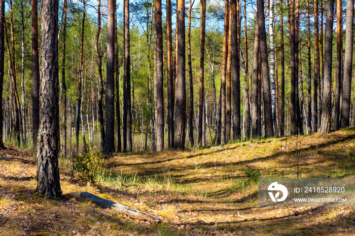 Dlugie Bagno湿地的欧洲混合森林灌木丛与春季生动植被的全景