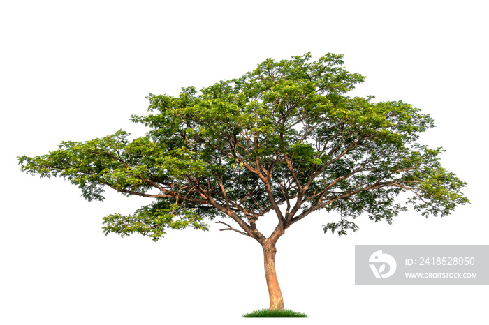 Isolated single tree with clipping path  on a white background. Big tree large image is suitable for