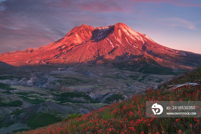 The breathtaking views of the volcano and amazing valley of flowers. Harrys Ridge Trail. Mount St H