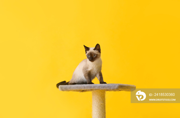 可爱的泰国猫在彩色背景上玩抓挠贴
