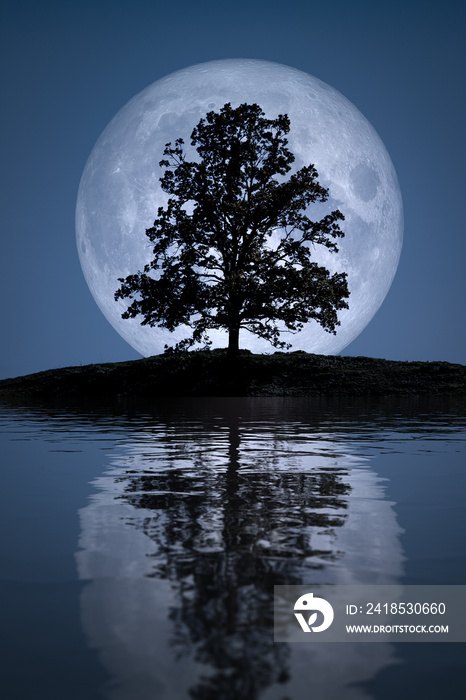 树湖倒影的满月