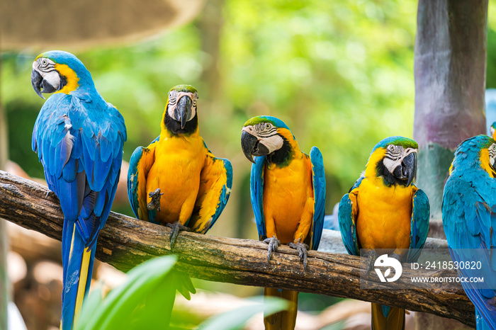 Group of colorful macaw on tree branches