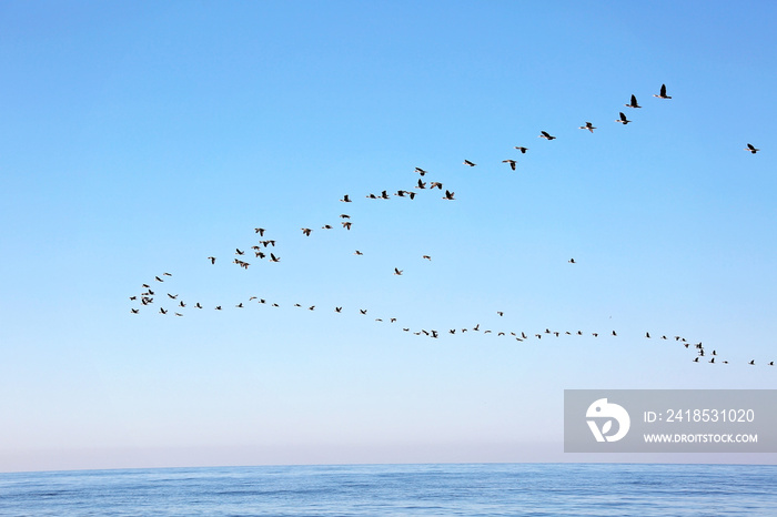 A flock of migrating birds in the sky above the sea. Seasonal migration of birds. Soft selective foc