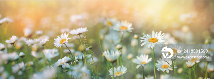 Daisy flower, beautiful meadow flowers lit by sunlight in late afternoon