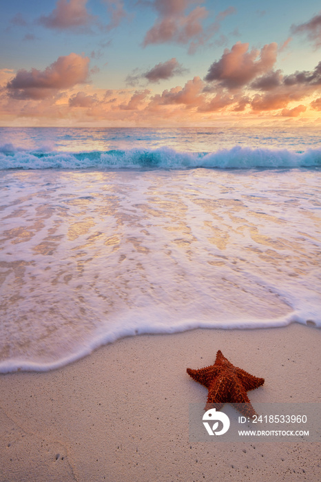 star fish laying on the sandy beach