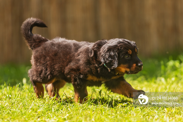 black and gold Hovie, dog hovawart beautiful cute puppy photographed very close up