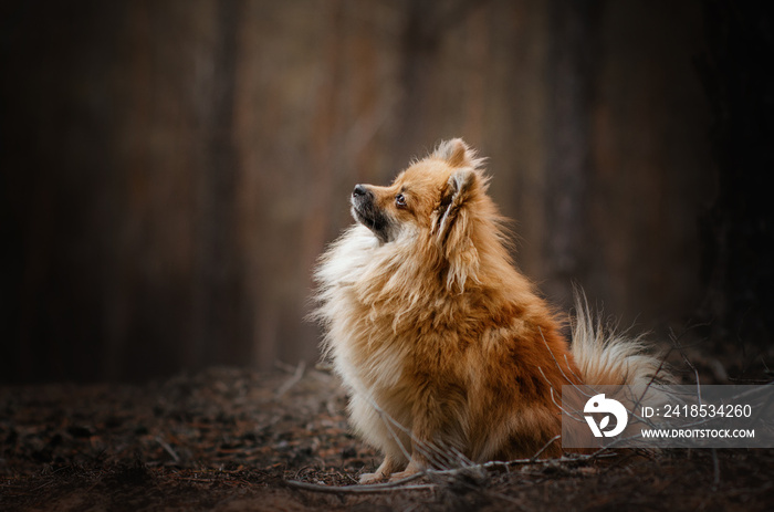 红色斯皮茨犬美丽的肖像在森林中的魔力之光令人难以置信的照片