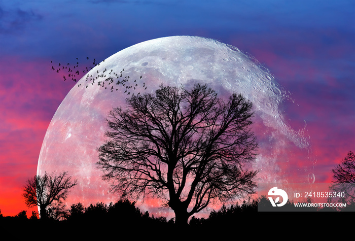 月亮最大的孤树也被称为超级月亮元素，这张图片由NASA提供