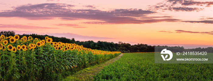 Sunflowers field under sunset 