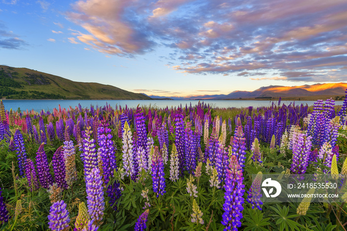 Russle Lupines at Lake Tekapo