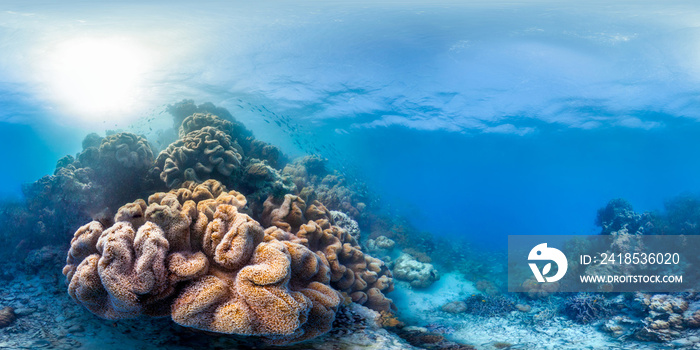 Healthy coral reef panorama