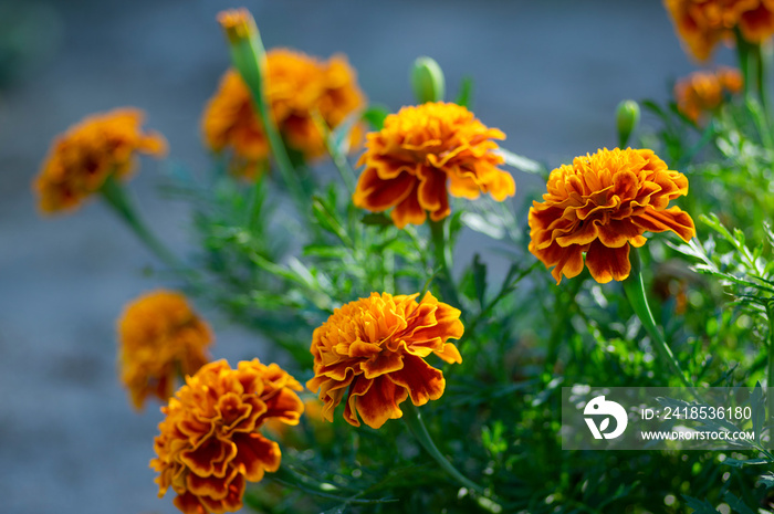 Tagetes patula法国万寿菊亮黄橙红色开花植物，观赏花瓣野生动物园