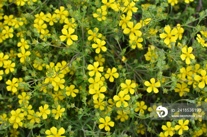 In nature grows potentilla