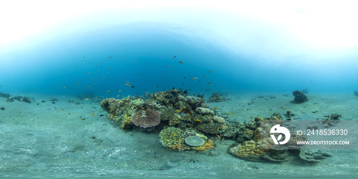 A small reef patch in Indoensia