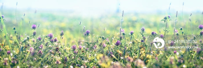 Flowering red clover and yellow flowers, beautiful nature in meadow 