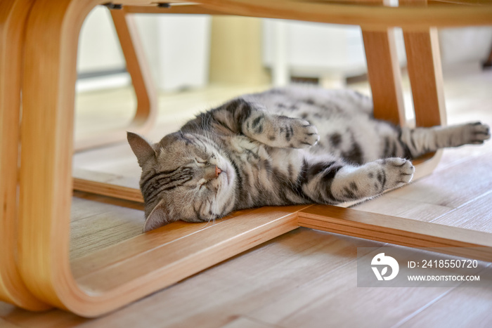 椅子の足の上で寝る猫