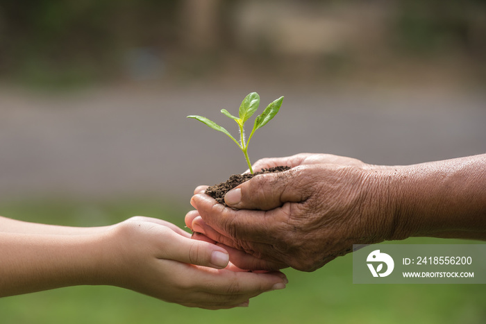 两只手牵手一株绿色的年轻植物。世界环境日与可持续环境年