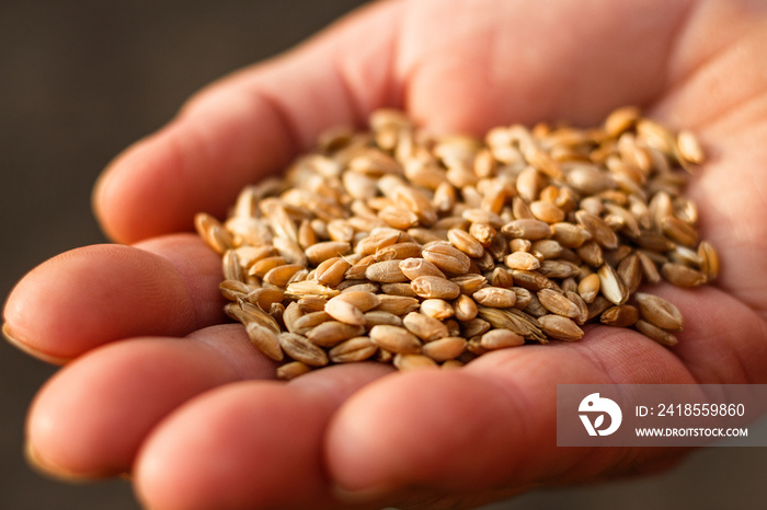 spelt seeds on the hands of an elderly woman