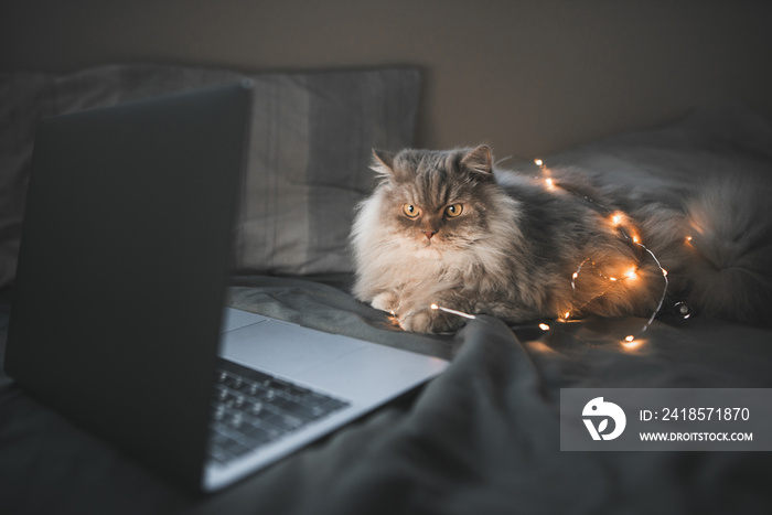 Gray fluffy cat lays on the bed in the bedroom and looks at the laptop screen. Portrait of a beautif