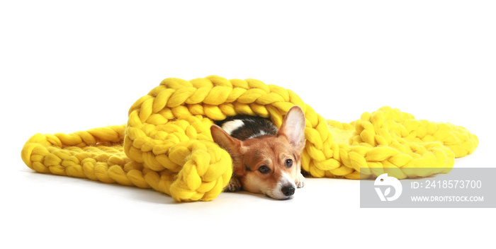 Cute dog with warm blanket on white background