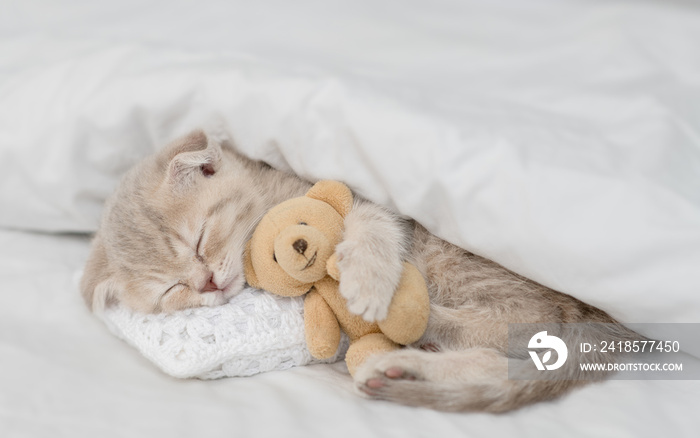 Cute kitten sleeps with toy bear on pillow under warm white blanket ona bed at home