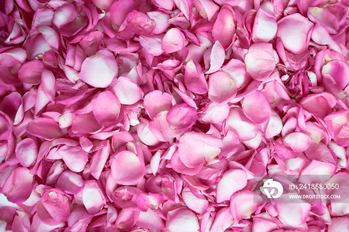 Pink rose petals top view