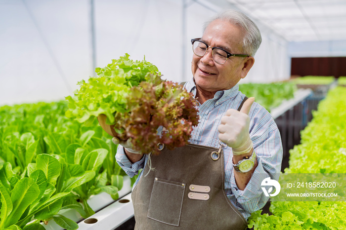 asian elder senior male greenhouse hydroponic farm business owner hand hold fresh vegetable harvest 