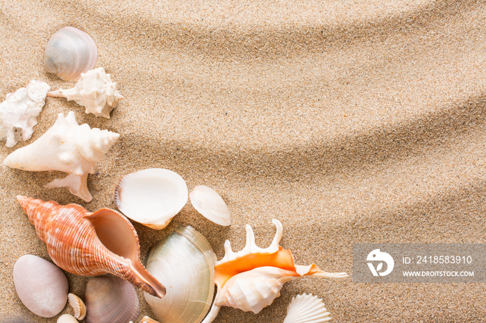 Seashell on the beach. Summer background with hot sand