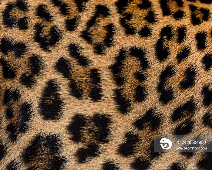 Leopard fur background.