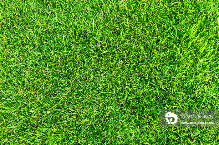 Artificial green grass background. Green grass floor texture ideal for use top view sport.