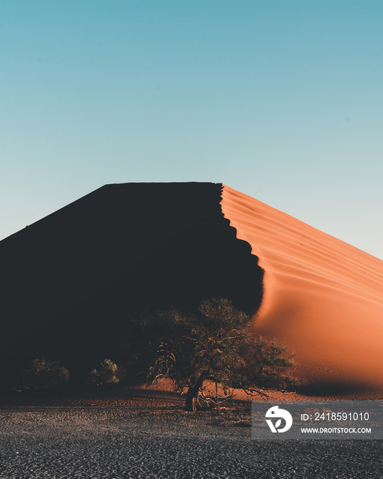 A tree with a sand dune in the distance