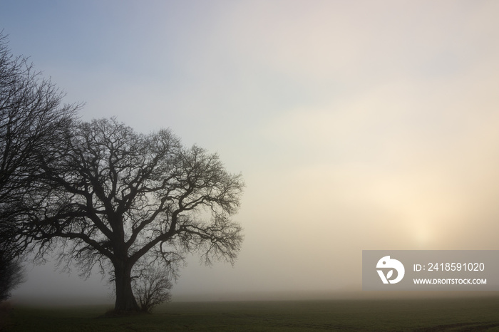 Kahle Eiche im Nebel, Baumbestattung, Waldfriedhof, Friedwald	