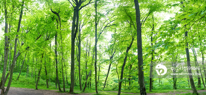 Green forest landscape panorama with trees and sun light going through leaves