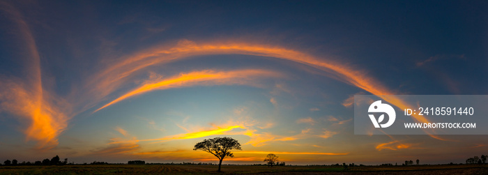Panorama silhouette tree in africa with sunset.Tree silhouetted against a setting sun.