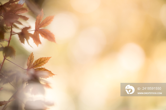 Nature of autumn leaf on blurred background in garden using as background natural autumn plants land