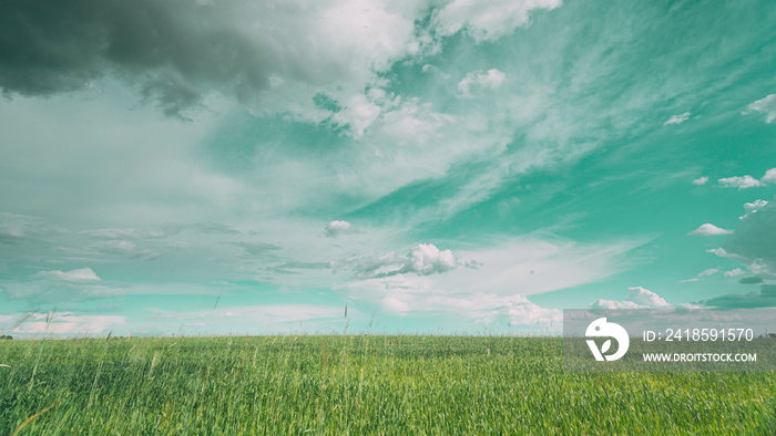 Light Blue Toned Sky Above Countryside Rural Field Landscape With Young Green Wheat Sprouts In Sprin