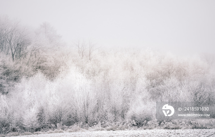 Forest trees covered with rime