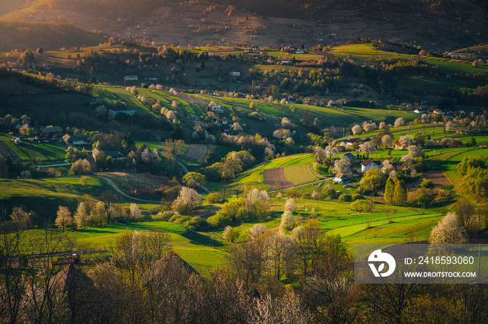 Spring sunrise in a rural landscape with blossoming cherries and bright green fields and small house