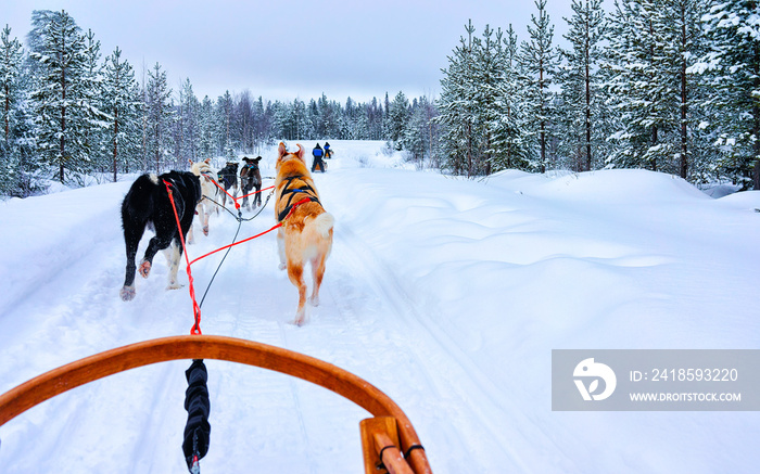 Husky family dog sled in winter Rovaniemi of Finland of Lapland. Dogsled ride in Norway. Animal Sled