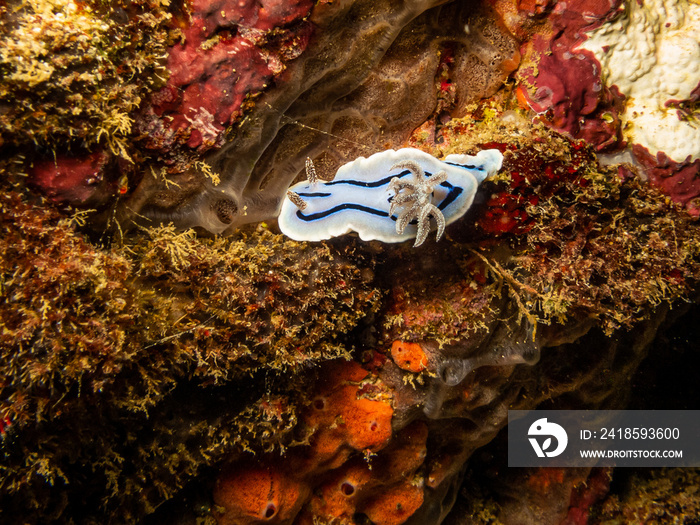 菲律宾加莱拉港暗礁的Nudibranch，这些暗礁非常健康，充满了li