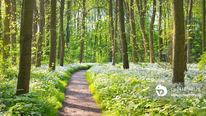 Pathway through the forest with blooming wild garlic (Allium ursinum). Stochemhoeve, Leiden, the Net