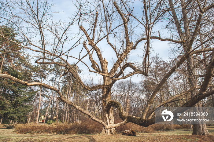 Big Oak tree, Big old Oak (Plantae Quercus Fagaceae) tree in the forest with huge dry branches as fr