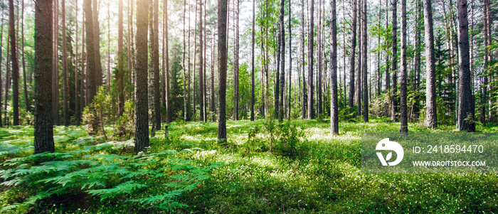 Beautiful wild forest