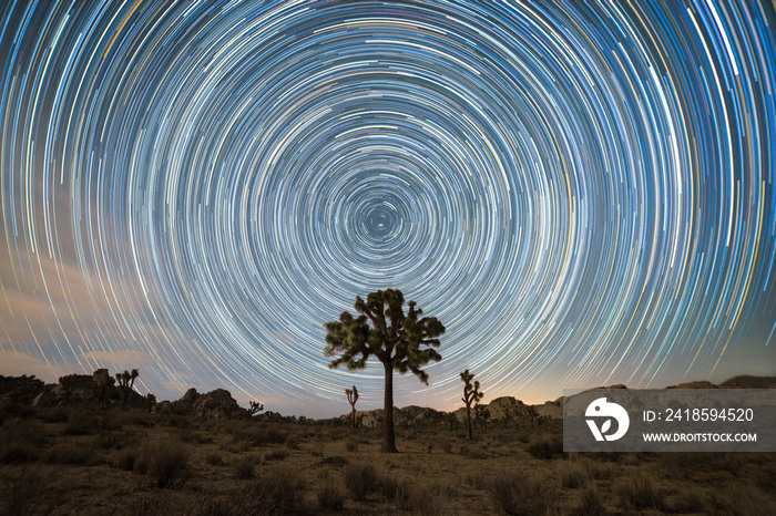 Star Trail around a large Joshua tree 