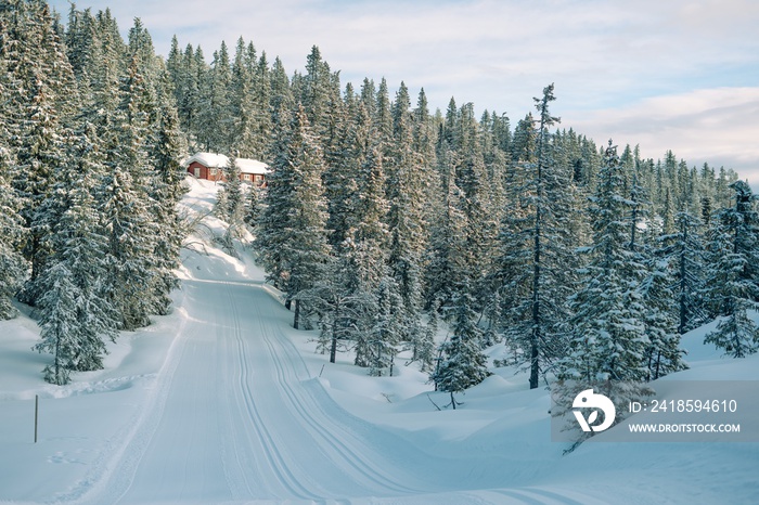 Beautiful scenery of a wooden cabin in a forest with a lot of trees covered with snow in Norway