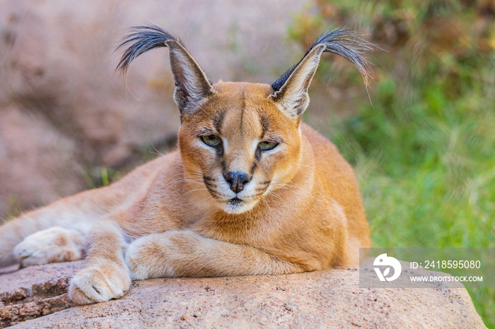 Caracal猫的特写镜头