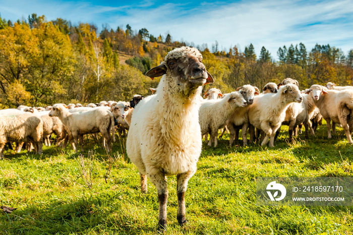 阳光明媚的秋天，羊群或羊群在户外绿色牧场上