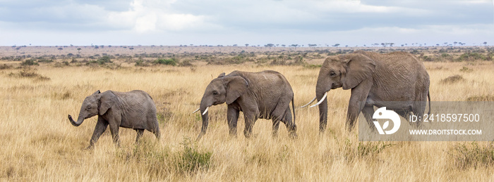 Three elephants in the Masai mara